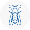 Northumberland Wasp Nest Removal